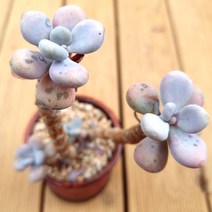 아마조네스 다육이 키우기 예쁜 거실 다육 화분2자2-50랜덤발송, 단품