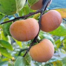 두리원 산지직송 경남 창녕 부유단감 5kg 소, 단품없음