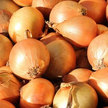 [기린]국내산 햇양파 당일발송 재구매율100%, 대-3kg(적당한크기)요리용, 1개