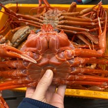 구룡포 박달 연지 홍게 자숙 대게 포항 제철 시세 택배 3kg, 연지 자숙홍게 3kg / 일반(12마리내외)