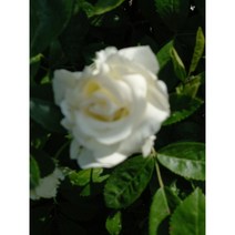 사계장미(사계땅장미 사계넝쿨장미 사계줄장미), 넝쿨장미, 흰장미