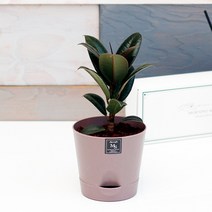 아침향기 실내공기정화식물 기능성 에코화분 커피, (에코화분/커피) 멜라닌고무나무, 1개