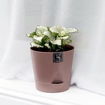 아침향기 실내공기정화식물 기능성 에코화분 커피, (에코화분/커피) 화이트스타, 1개