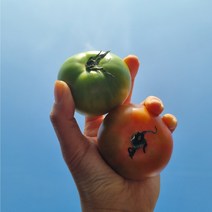 고당도 8~12브릭스 정품 대저짭짤이토마토 로얄과(S M) 2.5kg 산지직배송, M