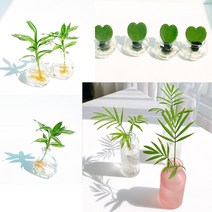 테이블야자 하트호야 수경재배식물 집에서키우기쉬운 그늘에서 잘자라는 반음지 음지 실내화초, 테이블야자+영양제(서비스), 빗살투명