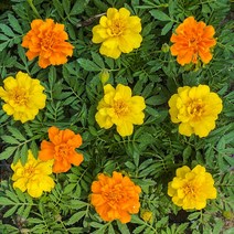 [모종가게]메리골드 꽃 화분 모종 식물, 메리골드모종(주황색), 1개