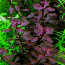 [수초] 루드위지아 sp. 슈퍼레드 (3촉), 단품, 단품