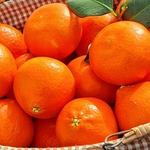 홍매향 홍미향 빨간귤 동백향 미하야감귤 홍매향 5kg 22수 프리미엄과 선물용