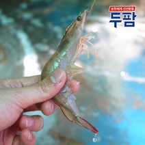 국산 생새우 1kg 대하철 매일 입고 되는 생물새우, 국산 생물새우 1kg (25~35마리), 1개