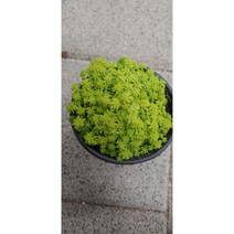 황금세덤
