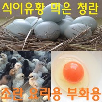 강원고성 자연방목 유황청란 유정란 식용 초란 부화용 청계란 청란 무항생제 난각1번, 대란 40구