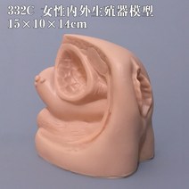 만삭태아 인체모형 여성자궁모형 질 난소 산부인과, G + 1개