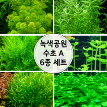 녹색공원수초A 6종세트