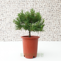 도희씨네 정원>> 토피어리 목대 로즈마리 160″ class=”wr-img”></a></div>
</div>
</div>
</div>
<div class=