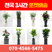 [ 전국 당일 3시간 배송 ] 관엽식물 전지역 3시간 배송! 전국꽃배달 (주)화신플라워, 14. 고무나무 (특)