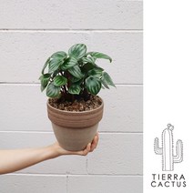 *티에라선인장* 귀여운 공기정화식물 미니수박 수박페페L - 토분 2color, 이태리 쵸코 소보로 토분 (받침 불포함)