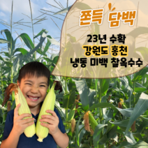 23년 마음쏙 냉동 미백 찰옥수수 강원도 홍천, 냉동 찰옥수수 10개