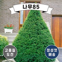 (나무85) 주목나무 눈주목나무 묘목, 2. 눈주목 키 30cm