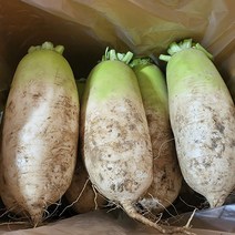 [당일 수확 발송] 고흥 무 무우 햇무 김장무 손질세척무 5kg 10kg 가을무 월동무 겨울무 radish, 김장 무우(무청제거) 10kg(무5-7개 내외)