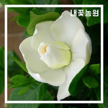 꽃치자 5치 포트 키 20cm 내외 (2월 모습)