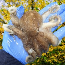 [산지직송] 당일조업 서해안 활 쭈꾸미 알배기 1kg 푸드지, 활 쭈꾸미 1kg