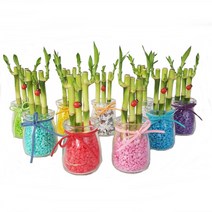 트리앤 푸딩병 개운죽 1개, 15. 푸딩병 개운죽(하늘색) 1개