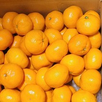 프리자연 제주도 귤 산지직송 프리미엄 특품 고당도 제주 노지 감귤 중대과 3kg 5kg 10kg