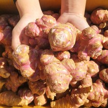 국내산 햇 생 자색 돼지감자 뚱딴지 1kg 3kg 5kg 10kg [노블프레쉬], 자색 돼지감자 1kg, 1개