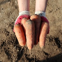 2023 햇당근 흙당근 생당근 당근, 햇당근 3kg 특