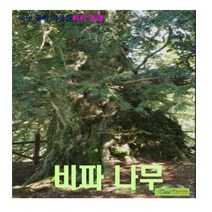 관상종자 비자나무 씨앗 5립