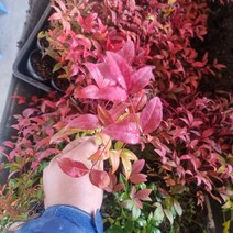 남천나무20-30센치 히즈팜, 1개