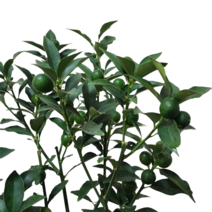 낑깡나무 금귤나무 유실수 공기정화 인테리식물60