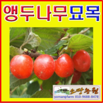 (G소망)앵두나무묘목 접목1년 3그루 앵두묘목