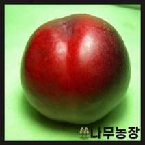 천도복숭아11월 추천 순위 TOP 20 구매가이드