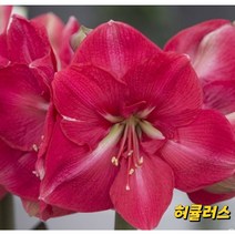 아마릴리스 구근(허큘러스)