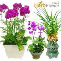 초특가할인 고급 동양란 서양란 BEST 승진난 개업난 만천홍 호접난 개업화분 전국당일꽃배달, B17-노랑심비디움