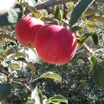 단양사과 단고을사과 5kg 19-21과 내외 소백산 죽령사과, 상세페이지 참조