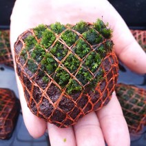 수초 미니 피시덴 모스 화산석활착 (5~7cm) 활착모스