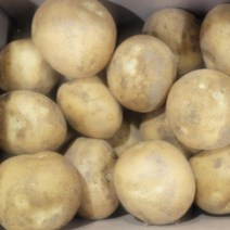 두백 수미 햇 감자 강원도 국내산 제철 1kg 3kg 5kg 10kg, 두백감자(특상품) 5kg내외, 1개