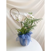 동양란 예단난 서양란 호접란 축하 상견례난 개업 승진화분 보자기난 클래식, 소형2대, 블루, 화이트