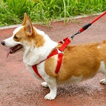 지안 아기 강아지하네스 웰시코기 진돗개 강아지가슴줄, 2m, 브라운