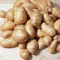 해남 인디언감자 (아피오스) 손질세척으로 편리한 땅끝마을 콩감자, 1kg, 1개