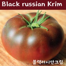 토마토키우기Black Russian Krim 블랙러시안크림 희귀토마토 교육용 체험용