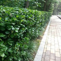 충주원예조경 / 사철나무 / 1m / 10주, 주