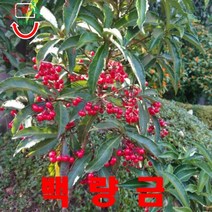 희귀씨앗 백량금 씨앗 5립