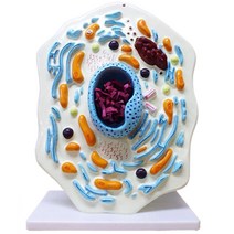 2000배 확대 동물 세포 모형 수업자료 원자 과학완구 재료 원소