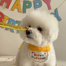 강아지 생일파티 케이프 빕 턱받이 고양이 애견 생일상 파티소품 고깔모자 세트, 옐로우