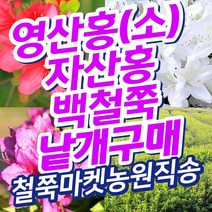 단품 영산홍 자산홍 백철쭉 철쭉마켓 철쭉 묘목 꽃 나무 백철 베니 연산홍 정원 마당 조경수 정원수 전원주택 아파트 울타리 키우기 화목류 철죽 농원 조경 꽃나무 울타리 수목, 흰색(백철쭉)30-40cm전후또는이상