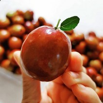 사과대추(사홍)나무 묘목 접목 특묘
