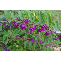 묘목 좀작살나무 /H1.0m)/5주 AB381, 5개